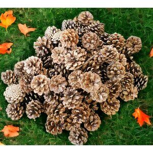 25 Pinecones 1"-2” Crafts Ornaments Wreaths School Bird Food Wedding Crafts